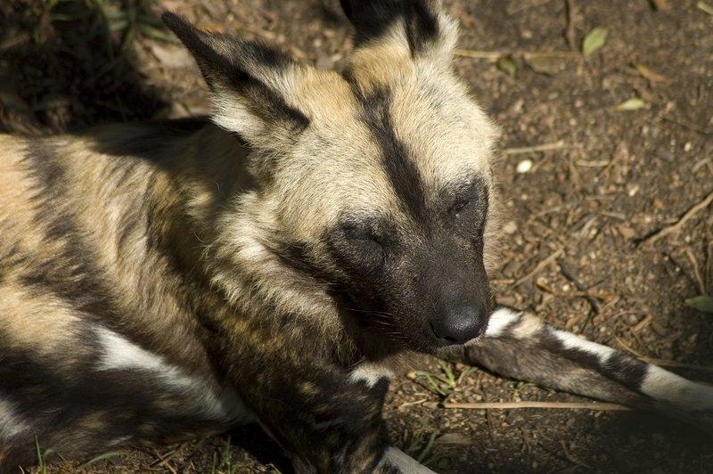 zoo_30 [800x600].jpg
